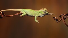 chameleons jumping Reptiles Animals side view