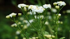 chamomile Flowers white flowers Plants