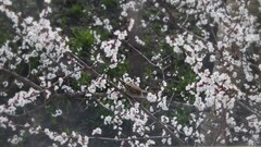 cherry blossom Birds Animals Flowers branch