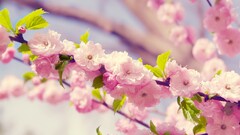cherry blossom Flowers pink flowers Plants pink vibrant