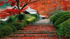 cherry trees stairs leaves Garden