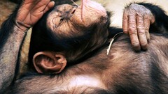 chimpanzees Animals apes relaxing