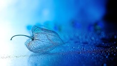 chinese lantern bokeh water drops macro blue