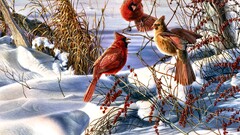 Christmas cardinals Birds snow cold Berries Plants Animals