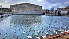 cityscape river Animals
