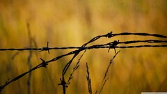 closeup barbed wire bokeh