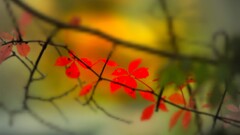 closeup branch leaves Plants