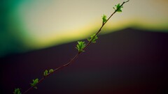 closeup branch leaves Plants