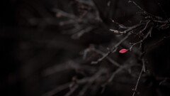 closeup branch leaves