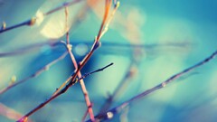 closeup branch Plants cyan