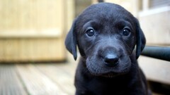 closeup dog Puppies labrador retriever Animals Mammals indoors