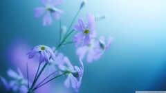 closeup Flowers blue background purple flowers Plants
