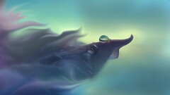 closeup Flowers macro Plants water drops