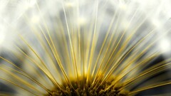 closeup Flowers Plants macro