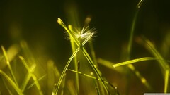 closeup Flowers Plants outdoors