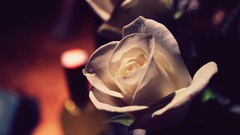 closeup Flowers Plants