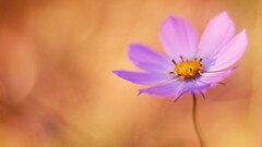 closeup Flowers Plants