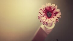 closeup Flowers Plants