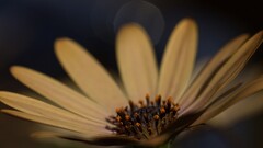 closeup Flowers Plants