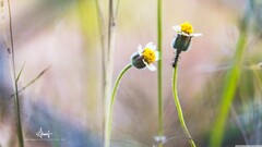 closeup Flowers Plants