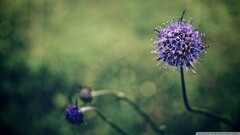 closeup Flowers purple flowers Plants