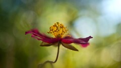 closeup Flowers red flowers Plants macro