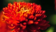closeup Flowers red flowers Plants