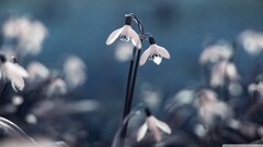 closeup Flowers white flowers Plants
