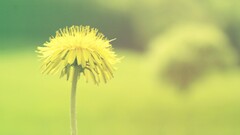 closeup Flowers yellow flowers Plants