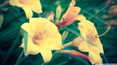 closeup Flowers yellow flowers Plants