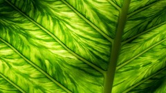 closeup Green leaves Plants macro