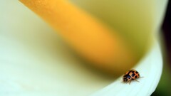 closeup insect Animals