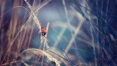 closeup ladybugs insect Animals Plants