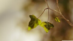 closeup leaves branch nature Plants