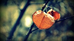 closeup leaves branch Plants