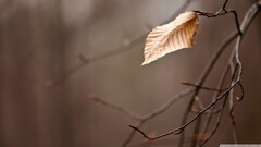 closeup leaves fall Plants