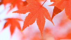closeup leaves Plants