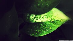 closeup leaves water drops