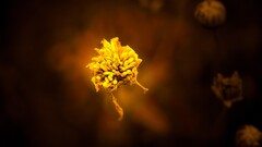 closeup macro Flowers Plants