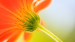 closeup macro Flowers Plants