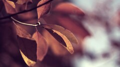 closeup macro nature Plants leaves