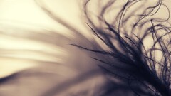 closeup macro Plants Beige