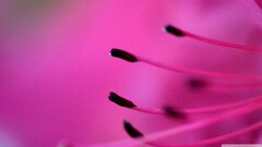 closeup macro Plants pink purple Flowers