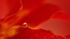 closeup macro water drops red background