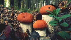 closeup mushroom forest nature Plants