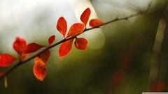 closeup nature leaves branch