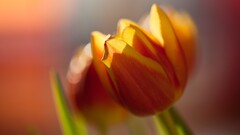 closeup nature macro Flowers Plants bokeh