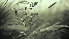 closeup nature Plants