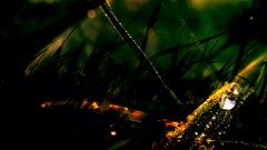 closeup nature Plants water drops