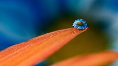 closeup orange blue water drops macro nature simple